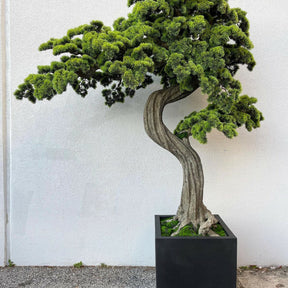 Árvore Bonsai de grandes dimensões Block M