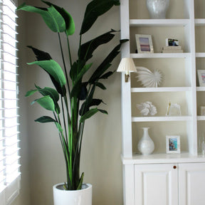 Bird of Paradise de 9 pés com Ben Planter em branco brilhante